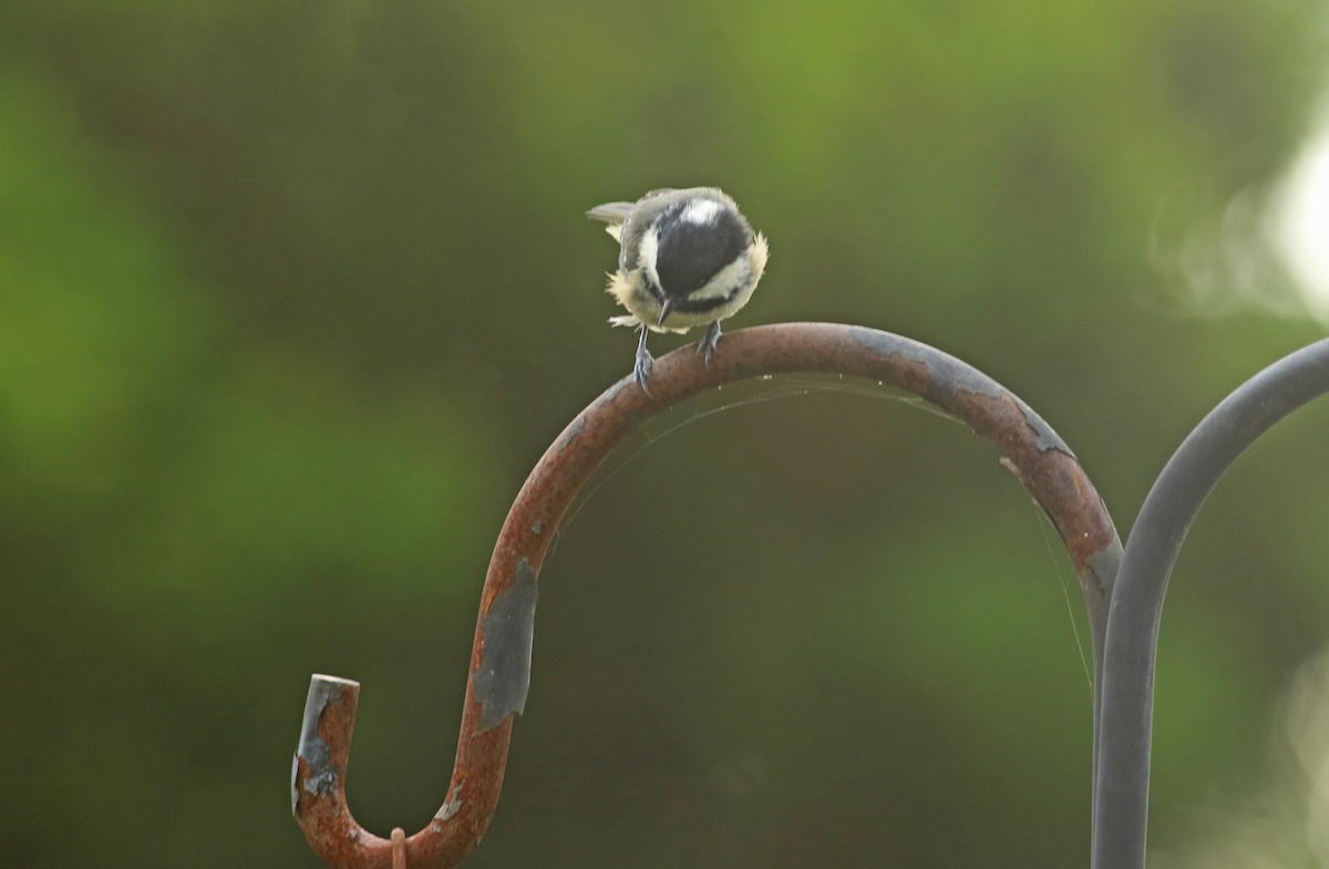 Coal Tit - Andrew Steele