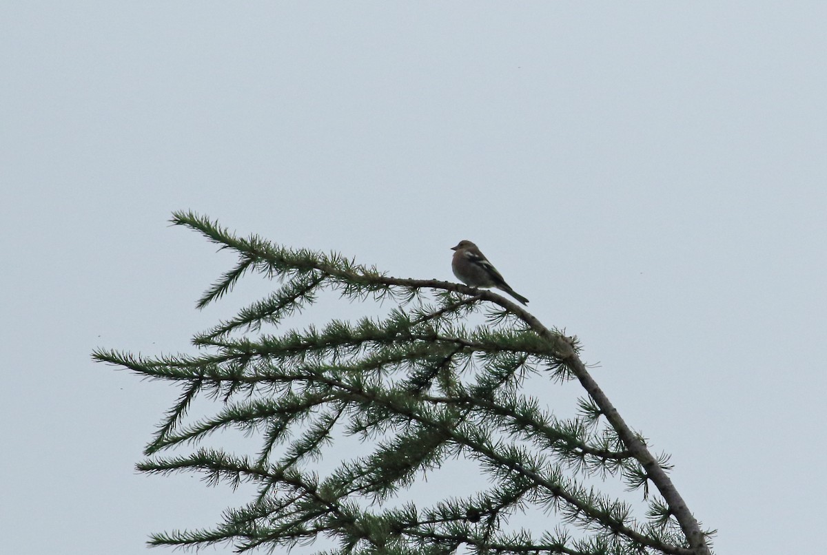 Common Chaffinch - ML211731631