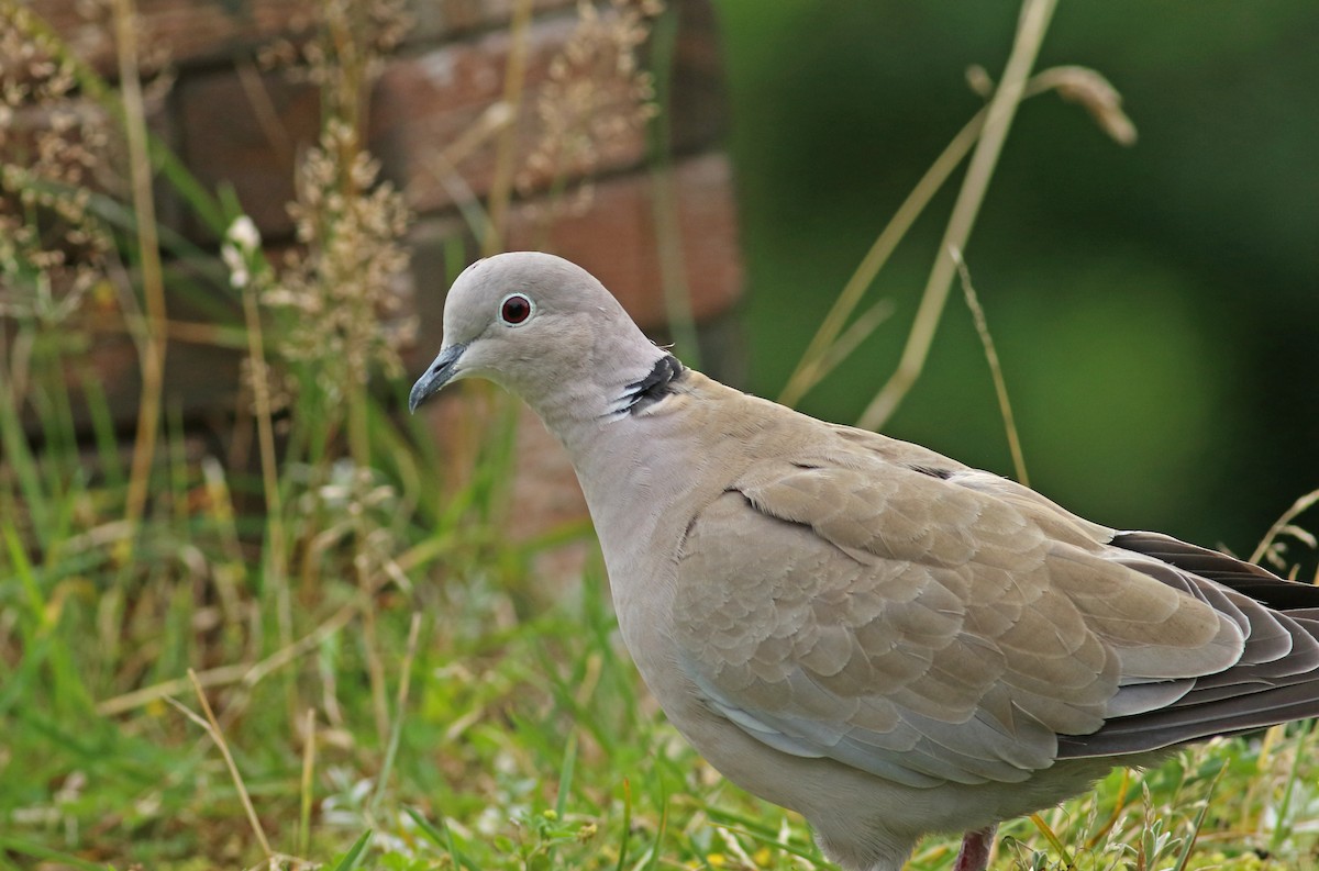 Eurasian Collared-Dove - ML211731731