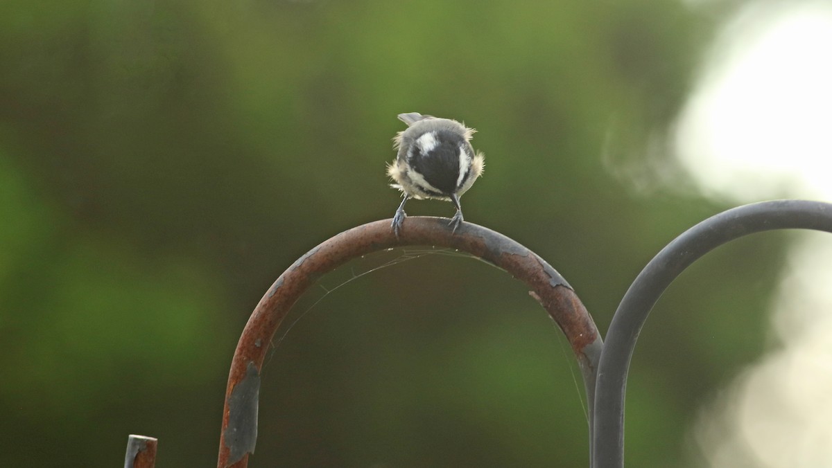 Coal Tit - ML211731751