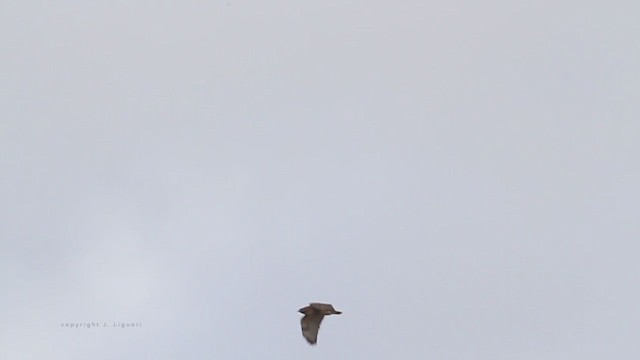 Red-tailed Hawk (abieticola) - ML211731981