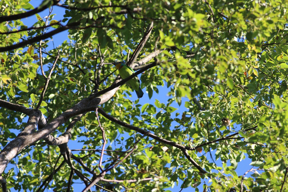 Taiwan Barbet - ML21173231