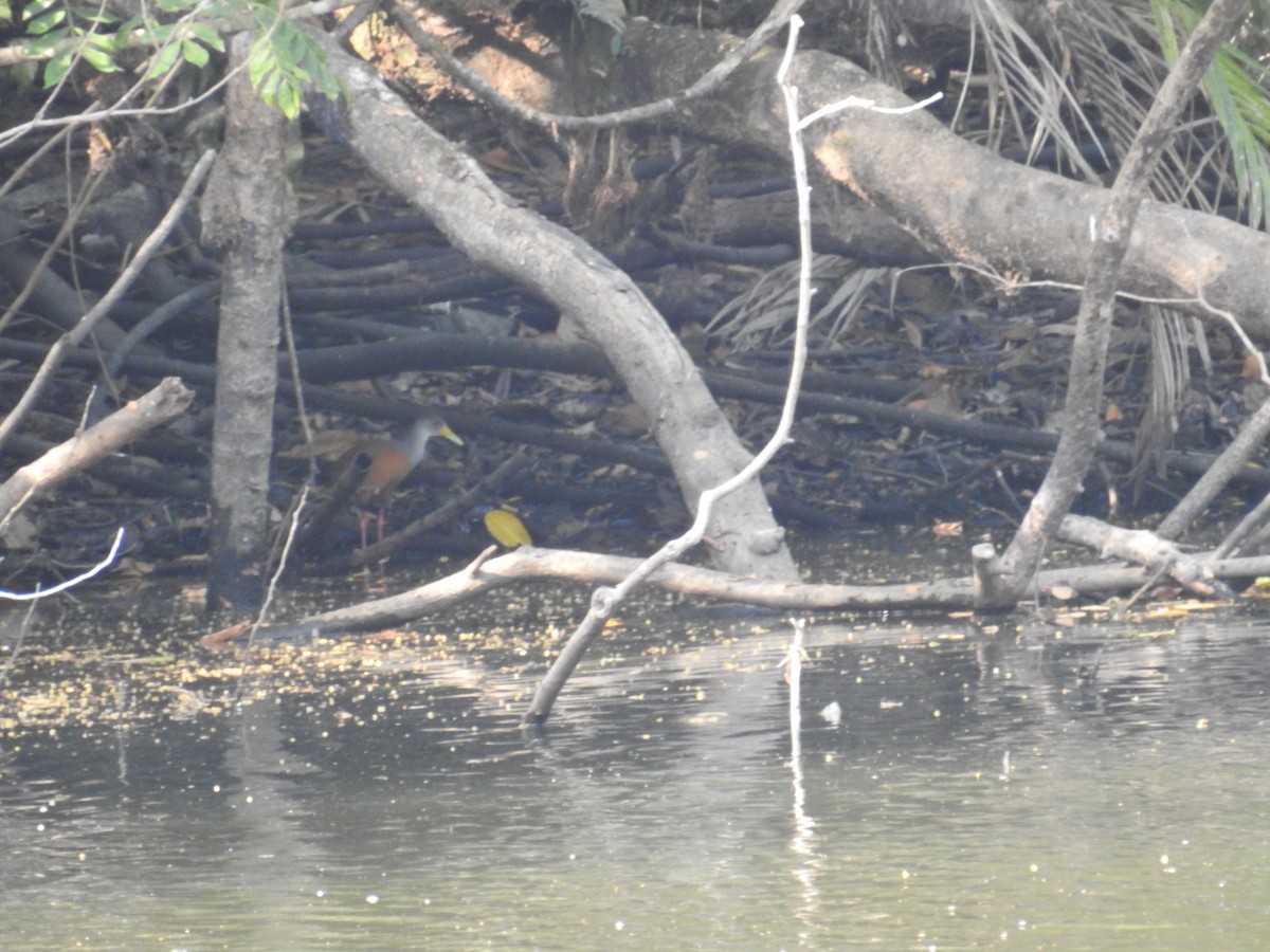 Gray-cowled Wood-Rail - ML211733141