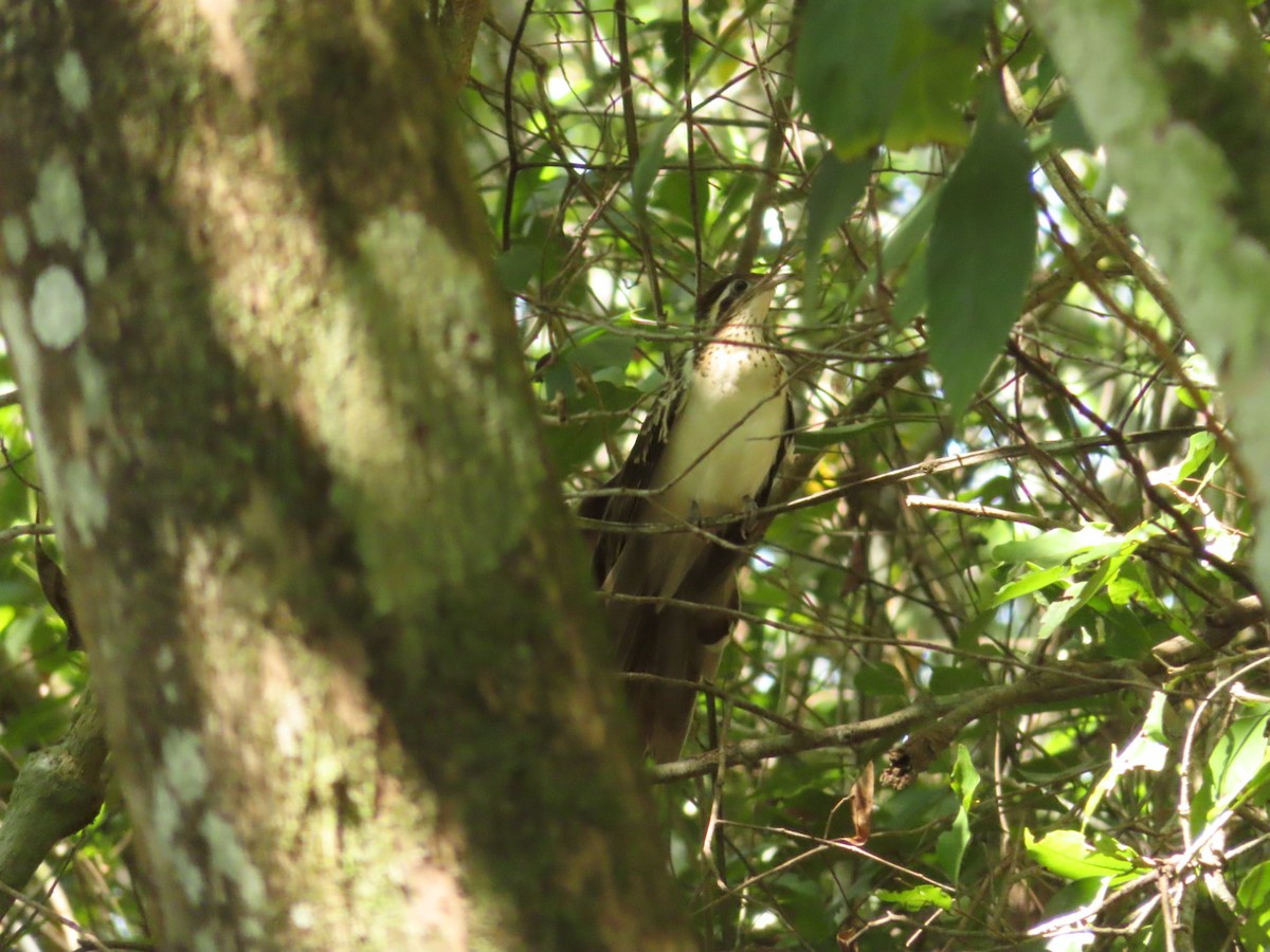 Pheasant Cuckoo - Weston Petty