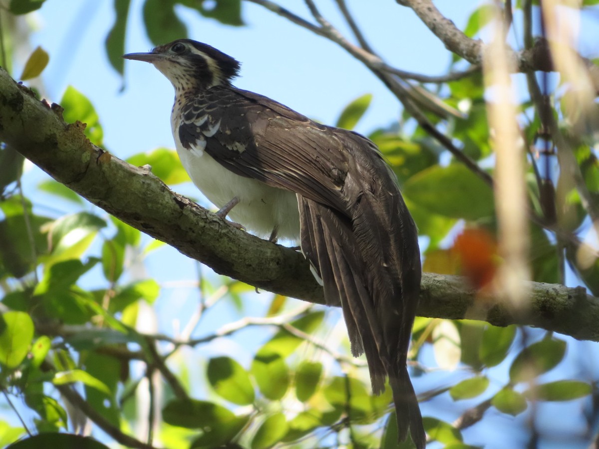 Pheasant Cuckoo - ML211734301