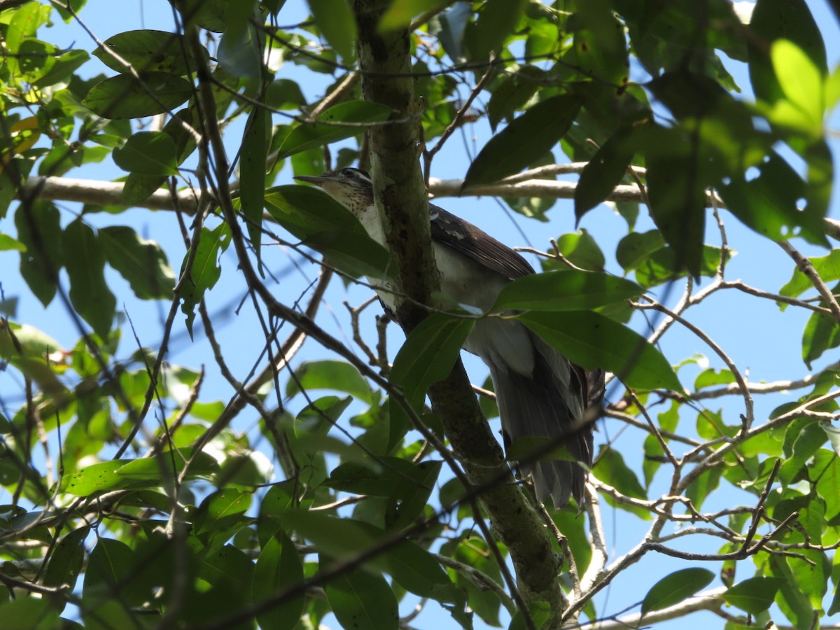 Pheasant Cuckoo - Weston Petty