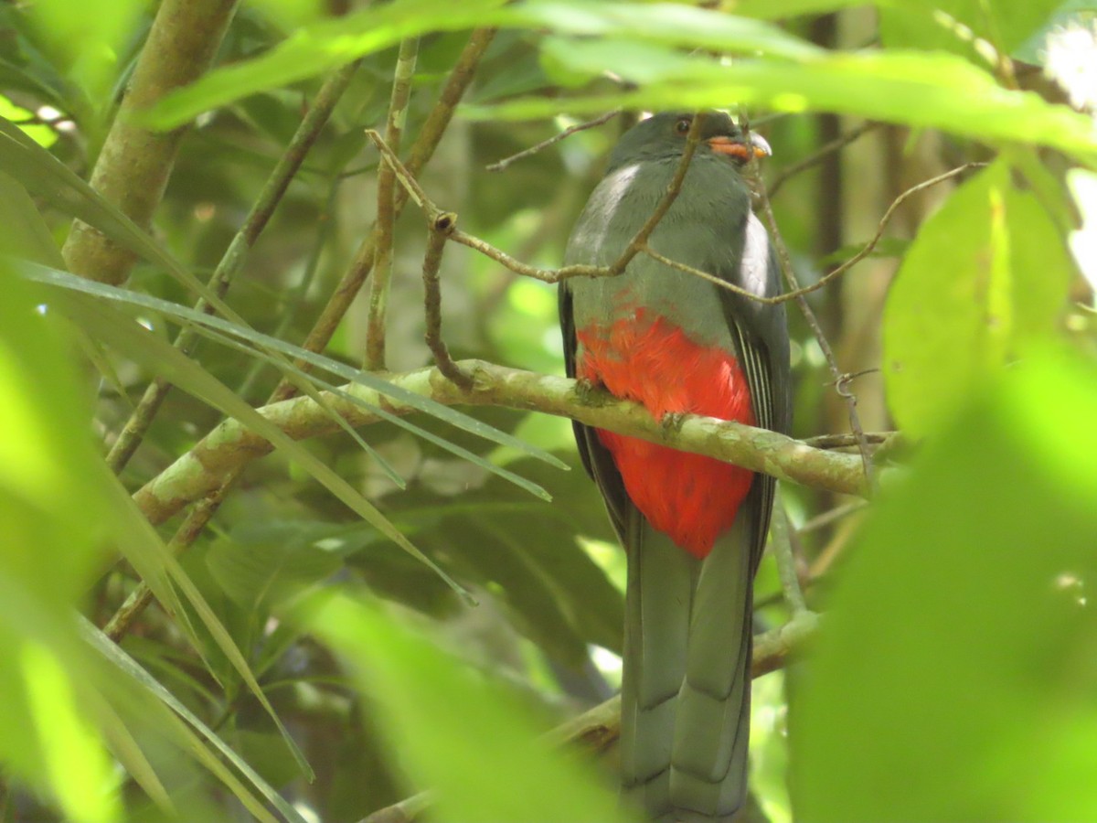 Slaty-tailed Trogon - ML211735501