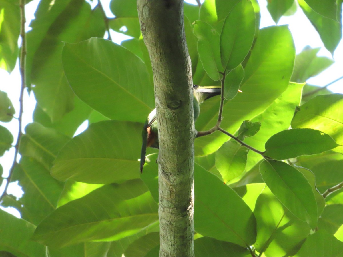 Northern Emerald-Toucanet - ML211735711