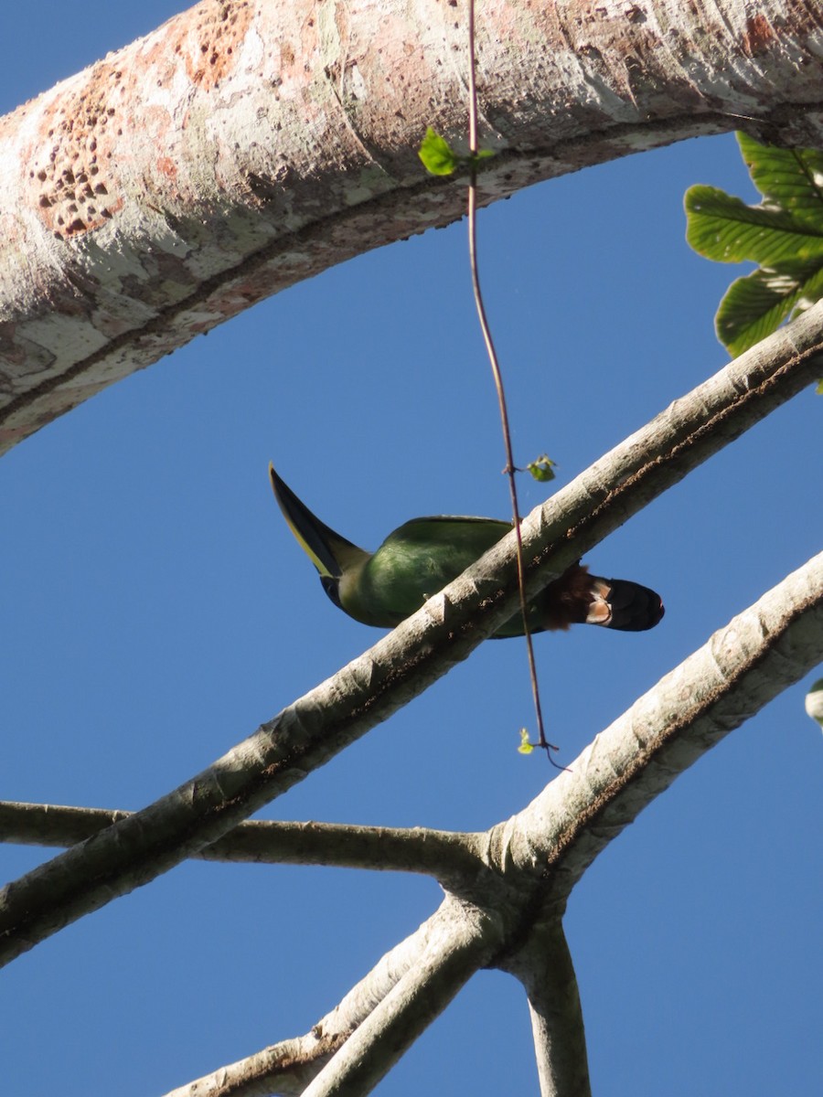 Northern Emerald-Toucanet - ML211735771