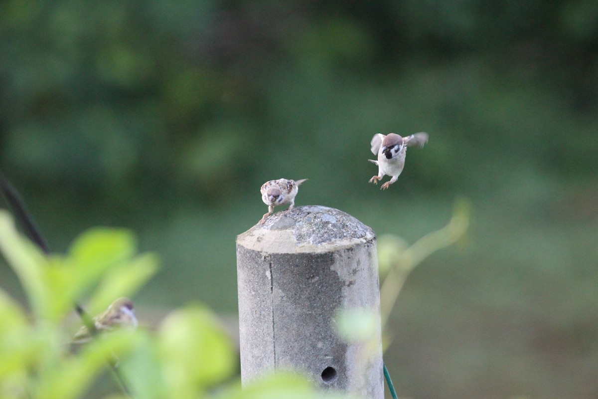 Eurasian Tree Sparrow - ML21173631