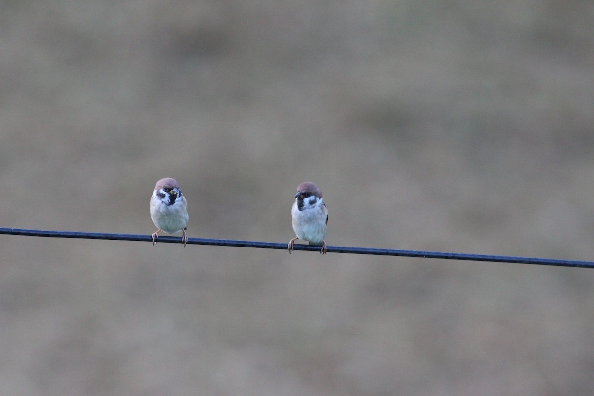 Eurasian Tree Sparrow - ML21173661