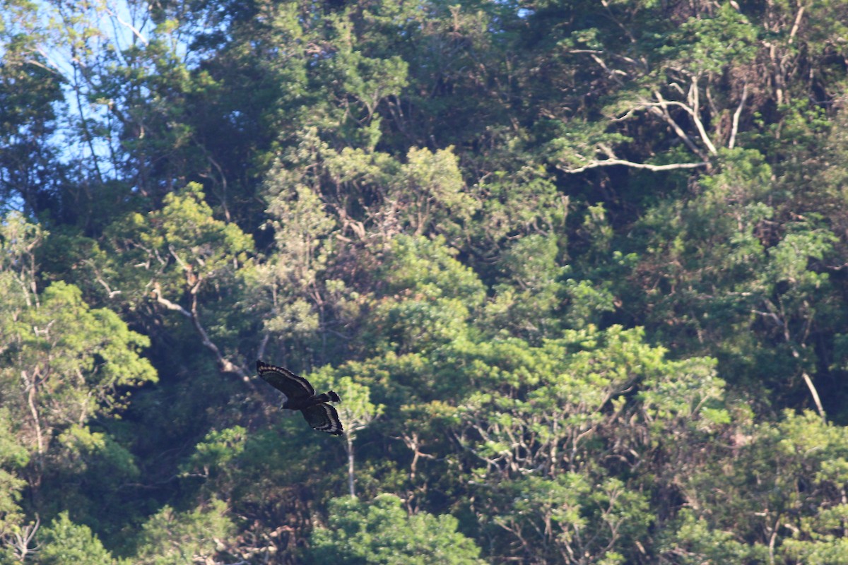 Crested Serpent-Eagle - ML21173701