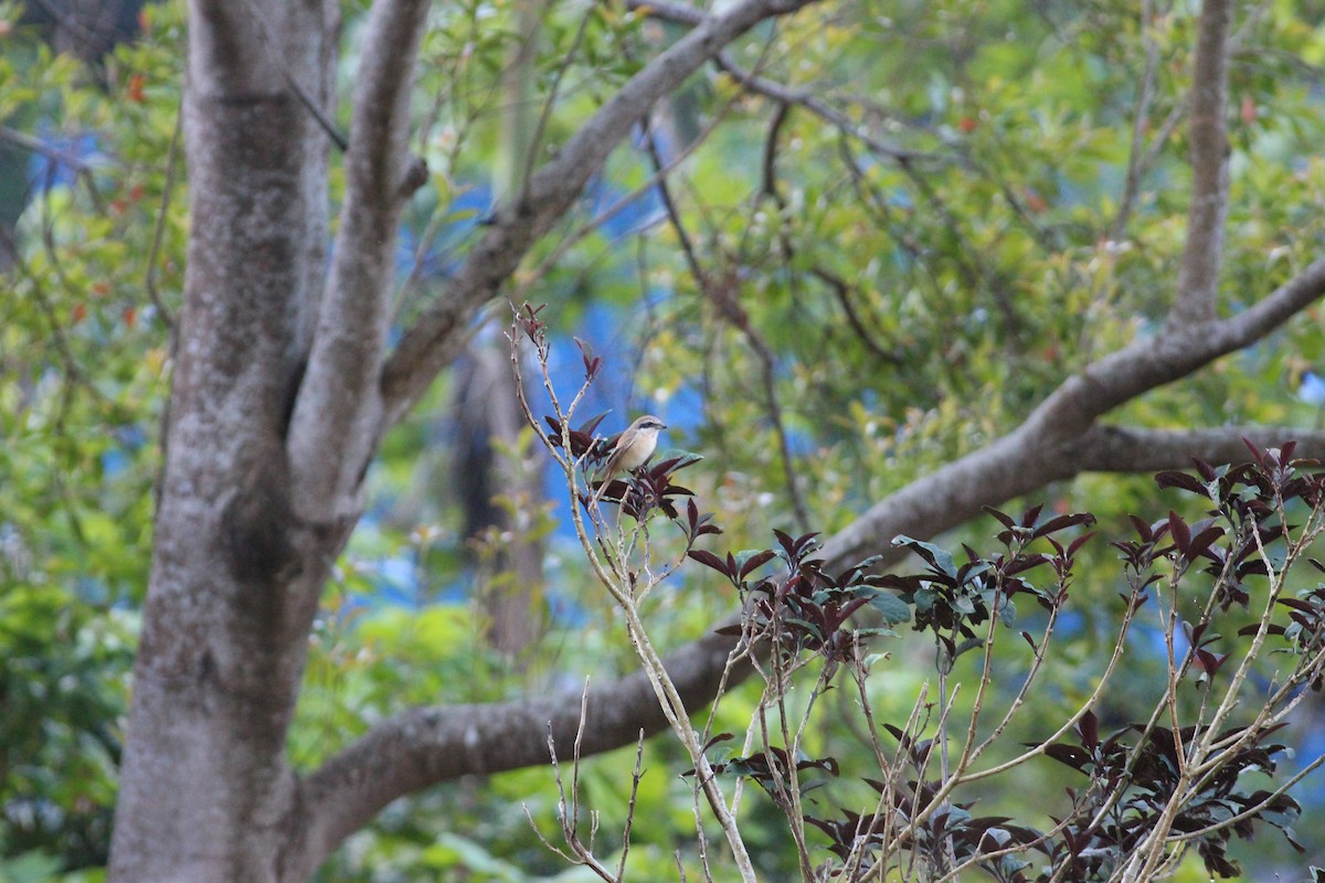 Brown Shrike - ML21173731