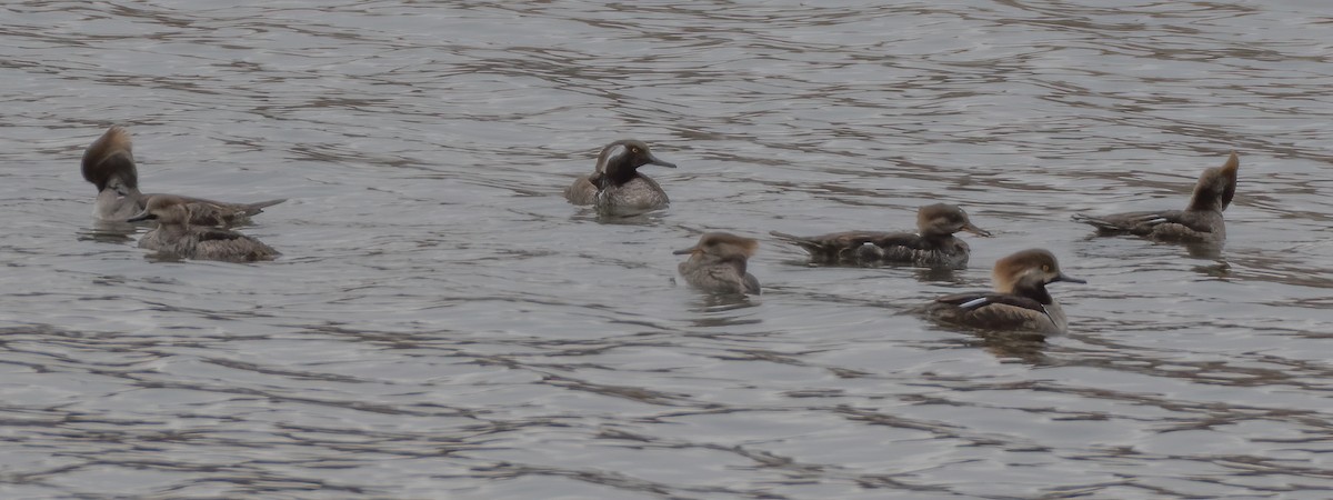 Hooded Merganser - ML211737551