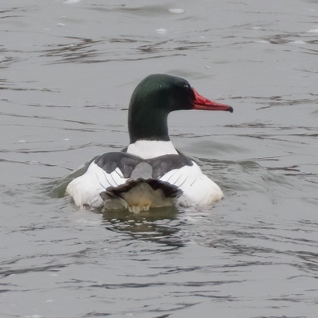 Common Merganser - ML211737571