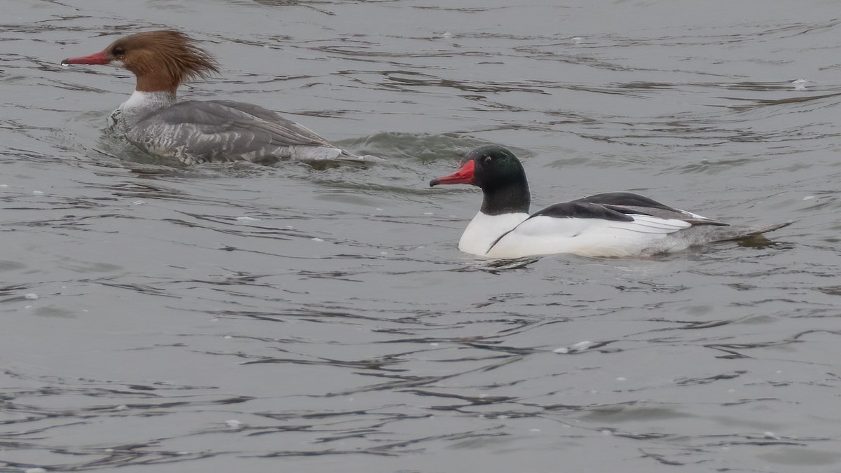 Common Merganser - ML211737591