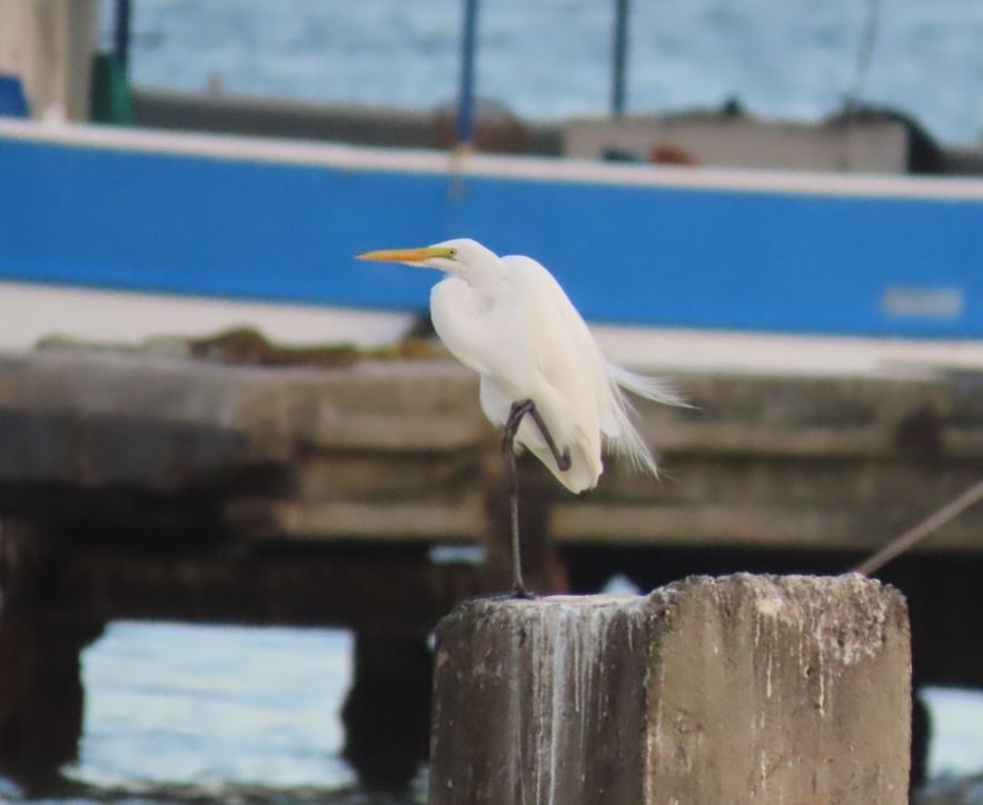 Great Egret - ML211737991