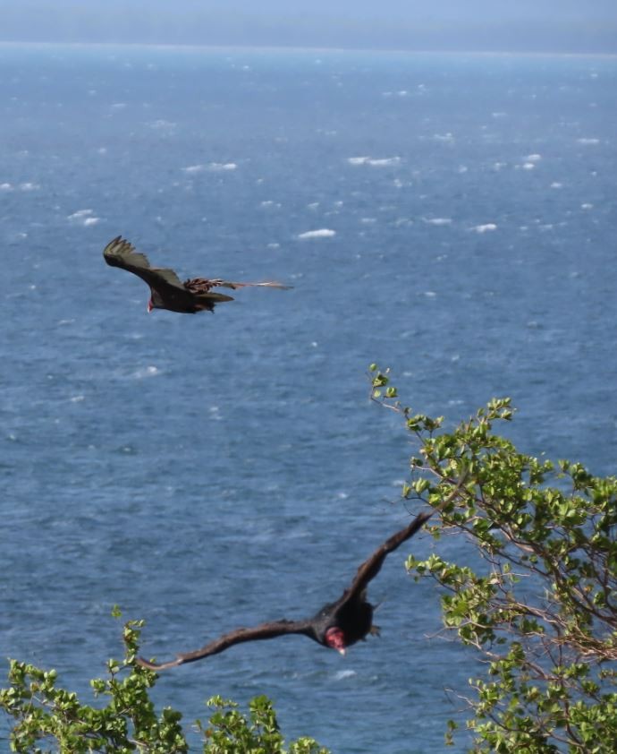 Turkey Vulture - ML211738261