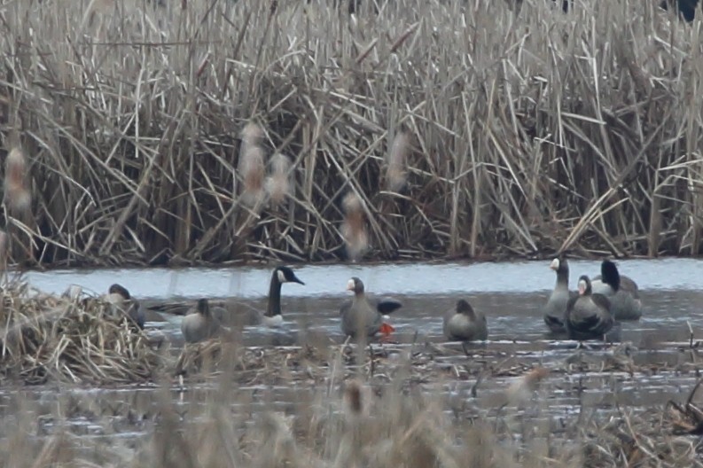 Greater White-fronted Goose - ML211743111