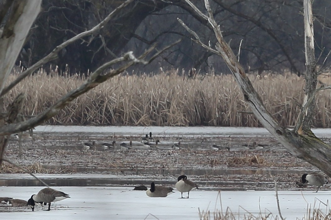 Greater White-fronted Goose - ML211743381