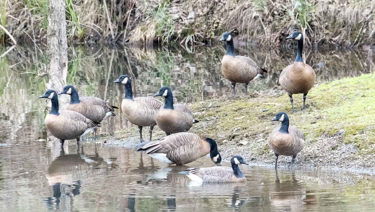 Canada Goose (occidentalis/fulva) - ML211747371