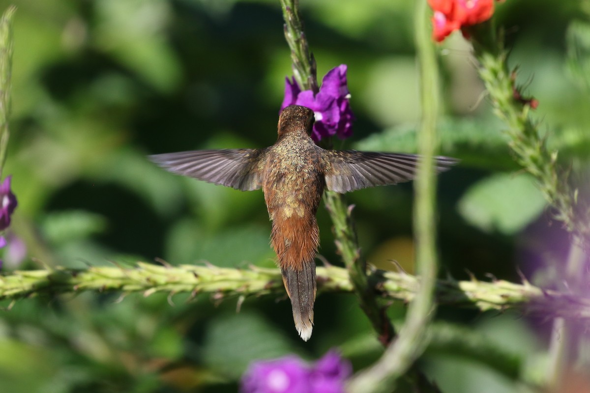 Пестрогорлый колибри-отшельник - ML211747861