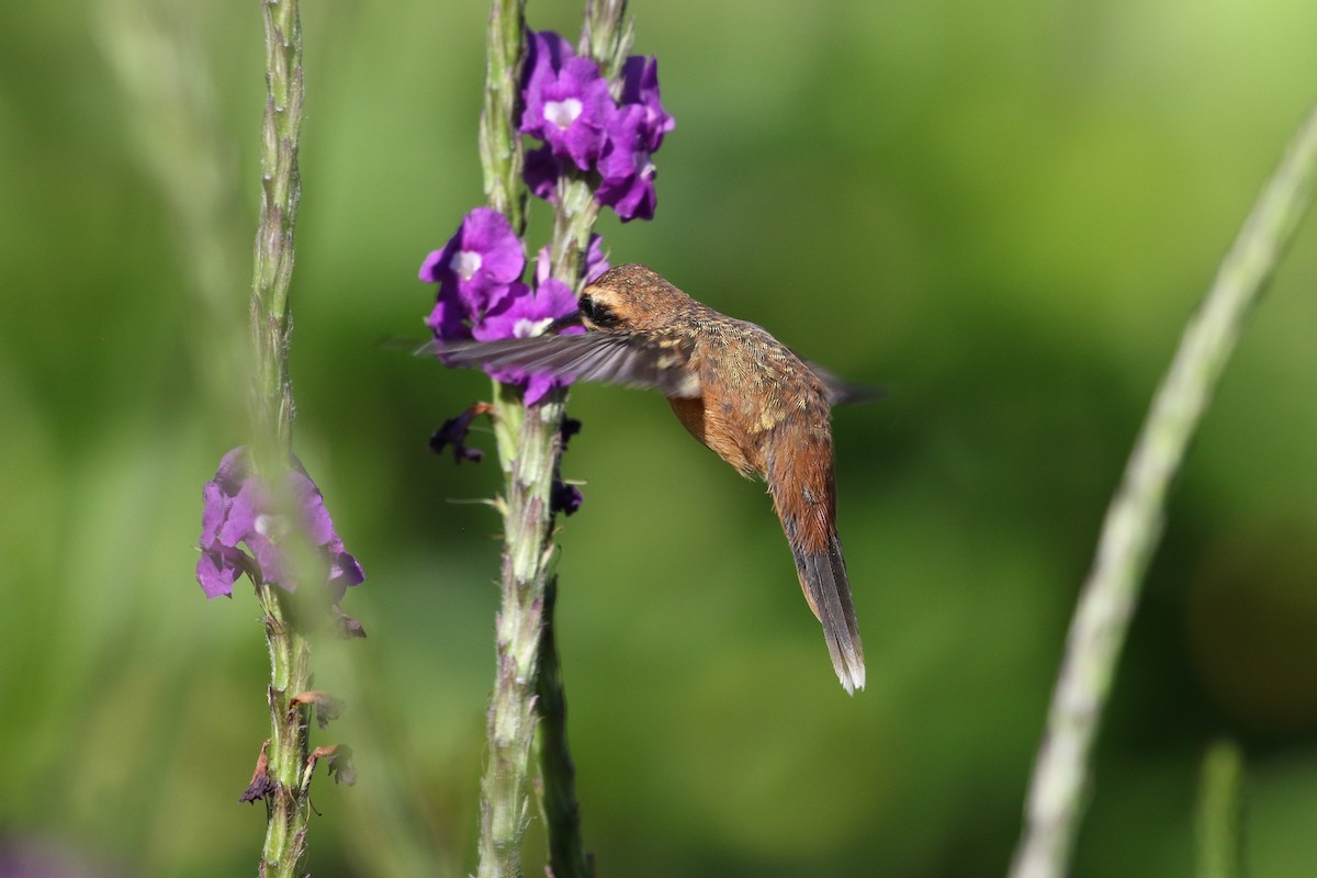 Stripe-throated Hermit - ML211747871