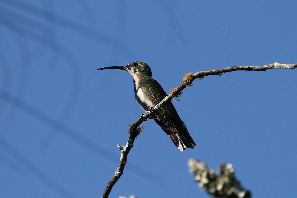 Green-breasted Mango - ML211748071