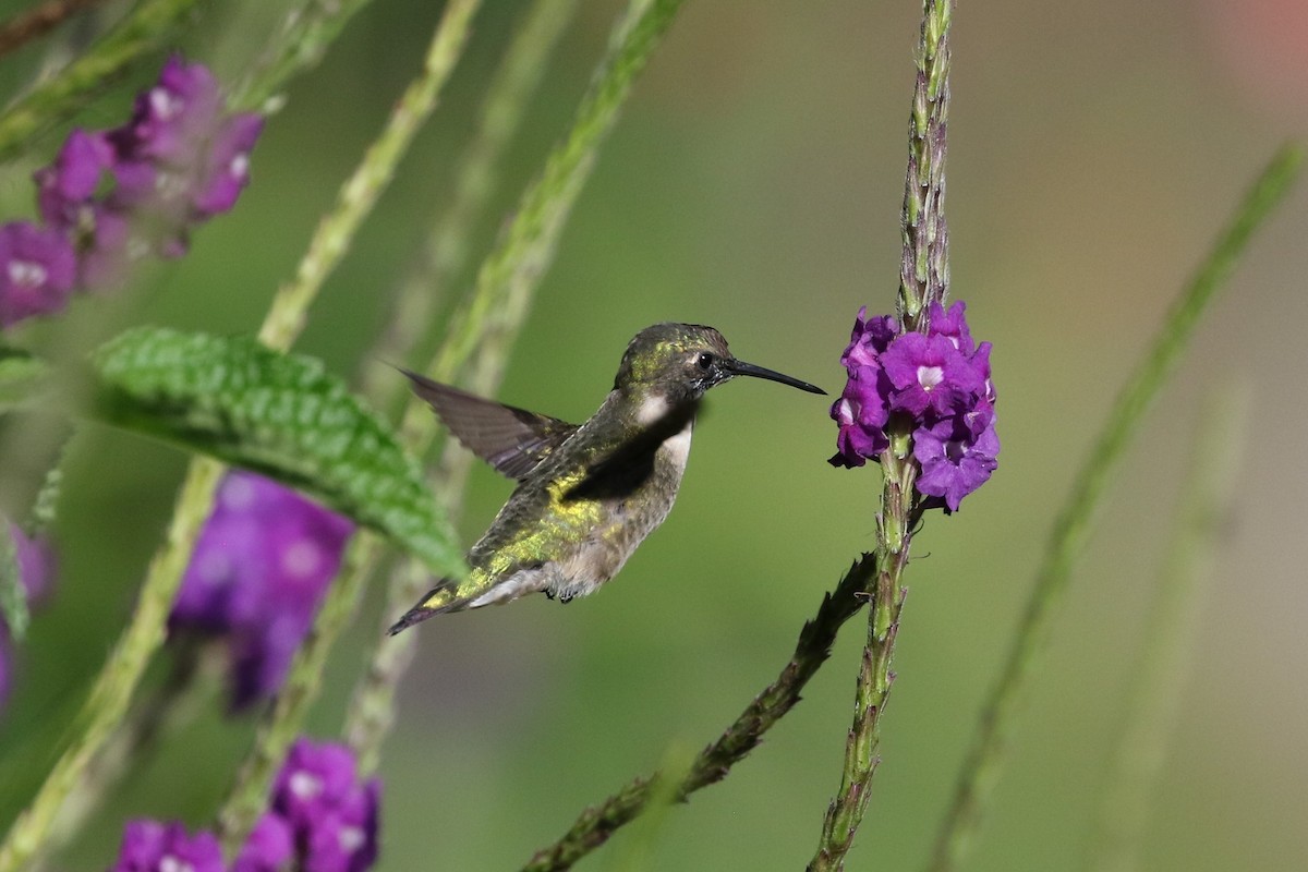 Ruby-throated Hummingbird - ML211748251