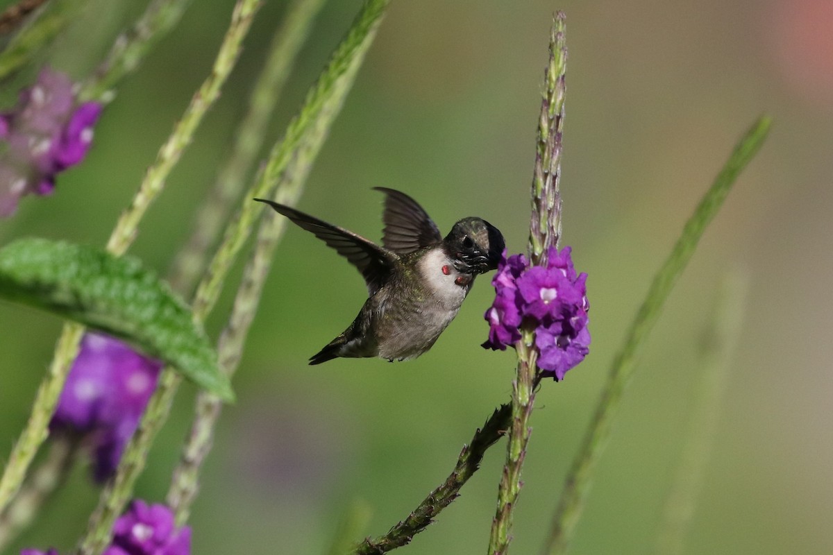 Ruby-throated Hummingbird - ML211748311