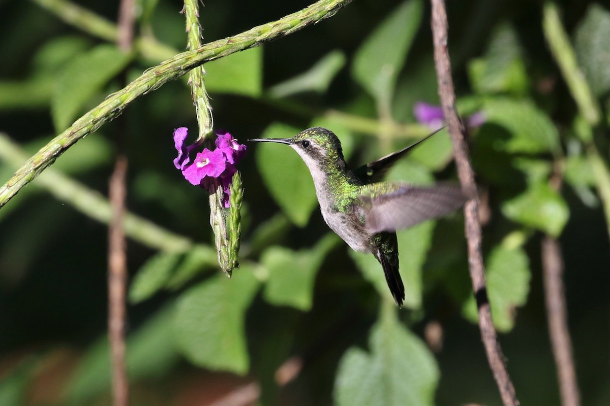 Gartensmaragdkolibri - ML211748441