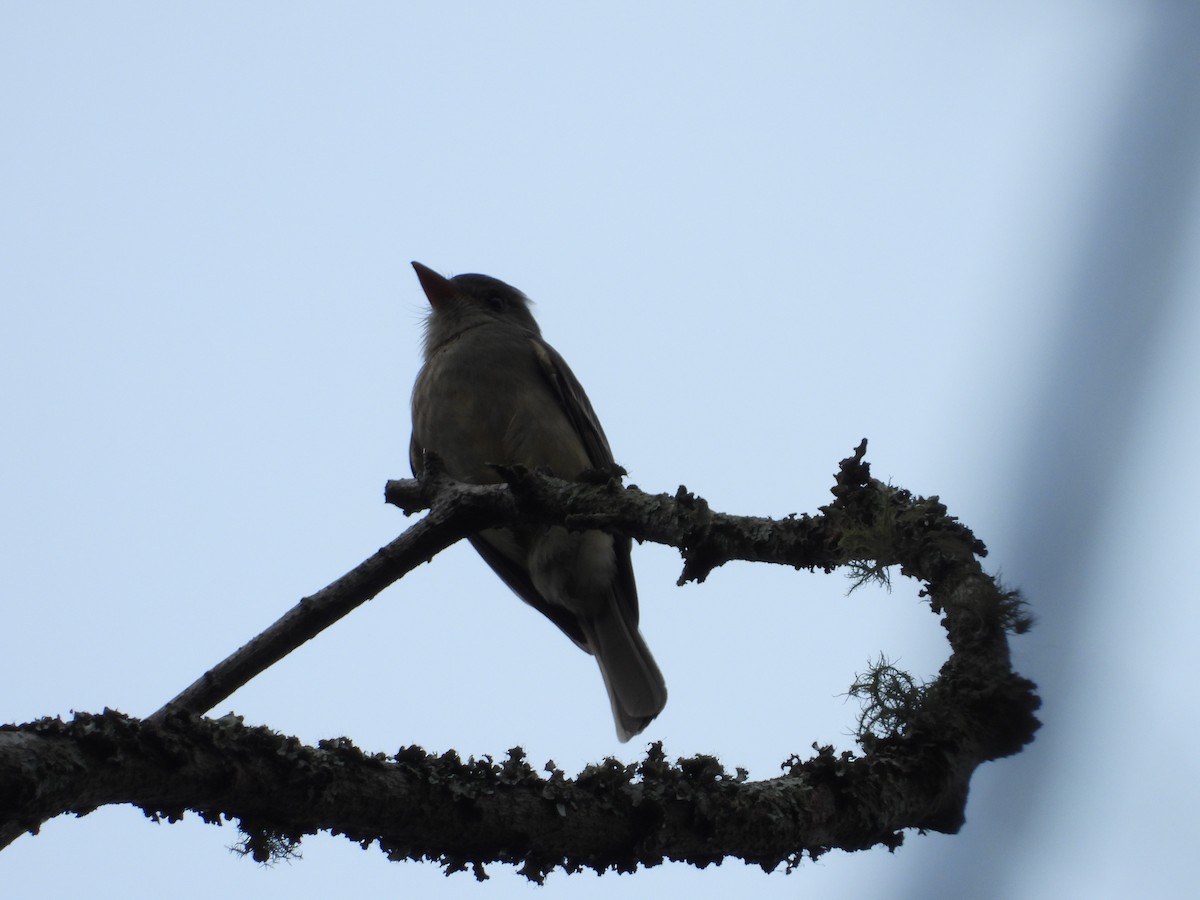 Greater Pewee - ML211750021