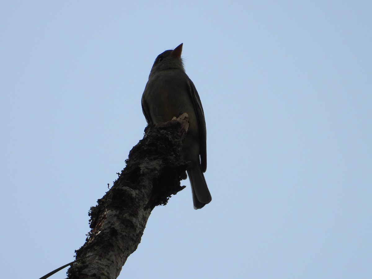Greater Pewee - ML211750041