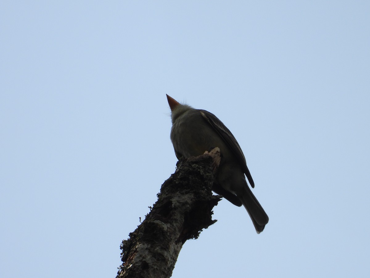 Greater Pewee - ML211750061