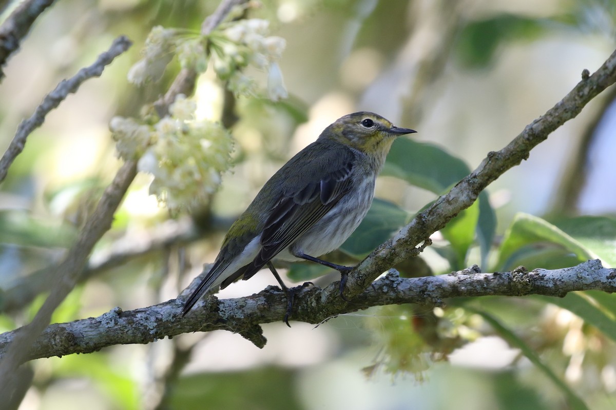 Cape May Warbler - John and Milena Beer