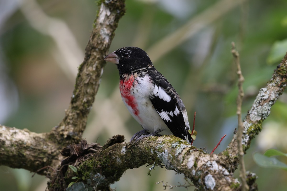 Rose-breasted Grosbeak - ML211751041