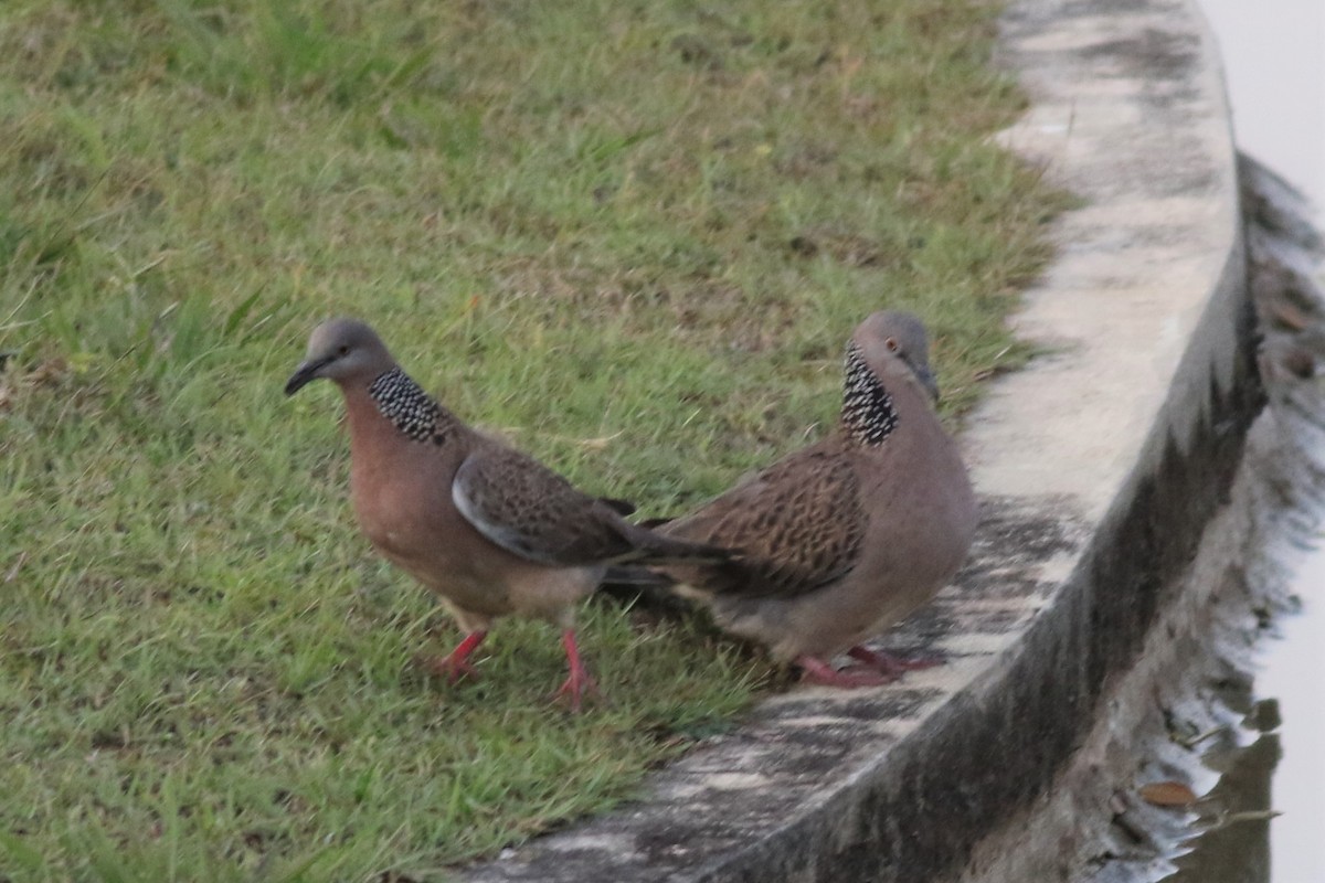 Spotted Dove - ML211752531