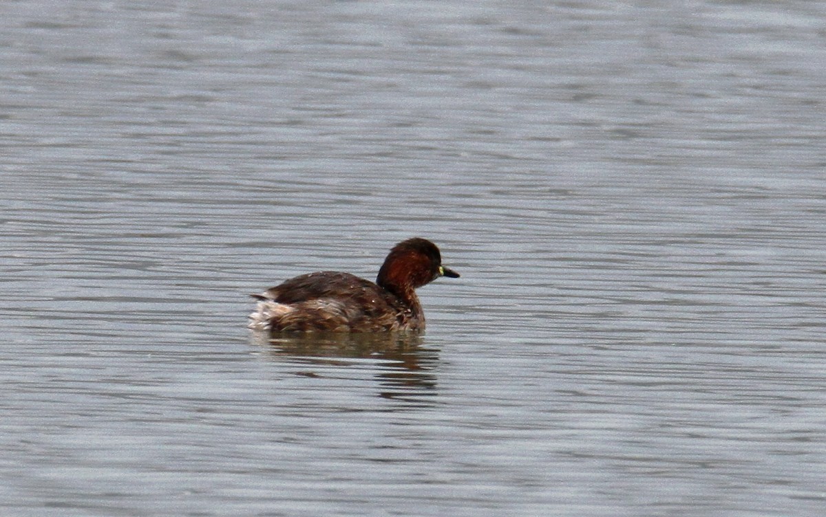 Little Grebe - ML211753481