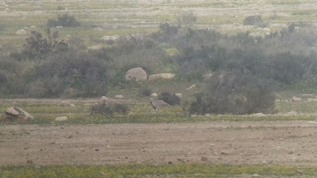 חוברה מדברית - ML211755621