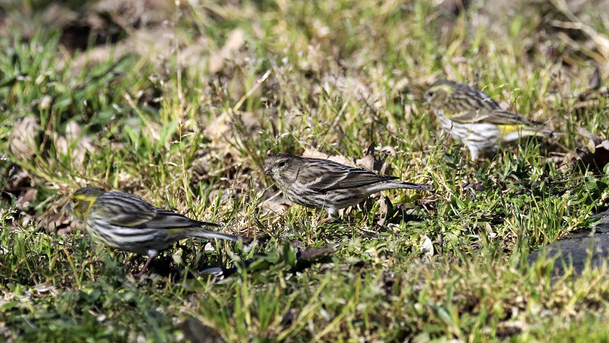 European Serin - Francisco Barroqueiro