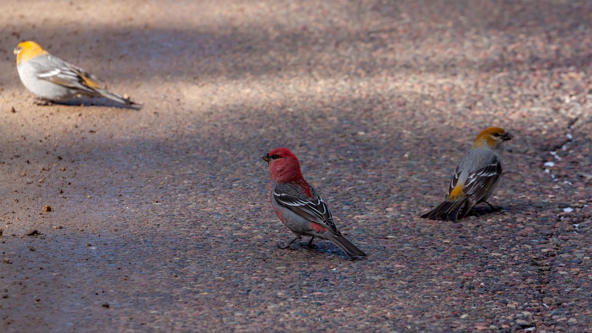 Pine Grosbeak - ML211756421