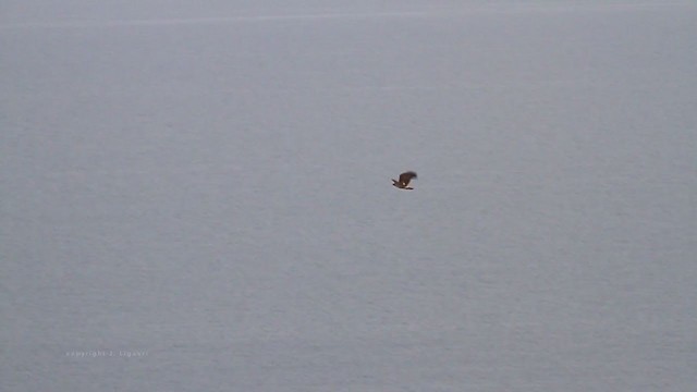 Red-tailed Hawk (borealis) - ML211756591