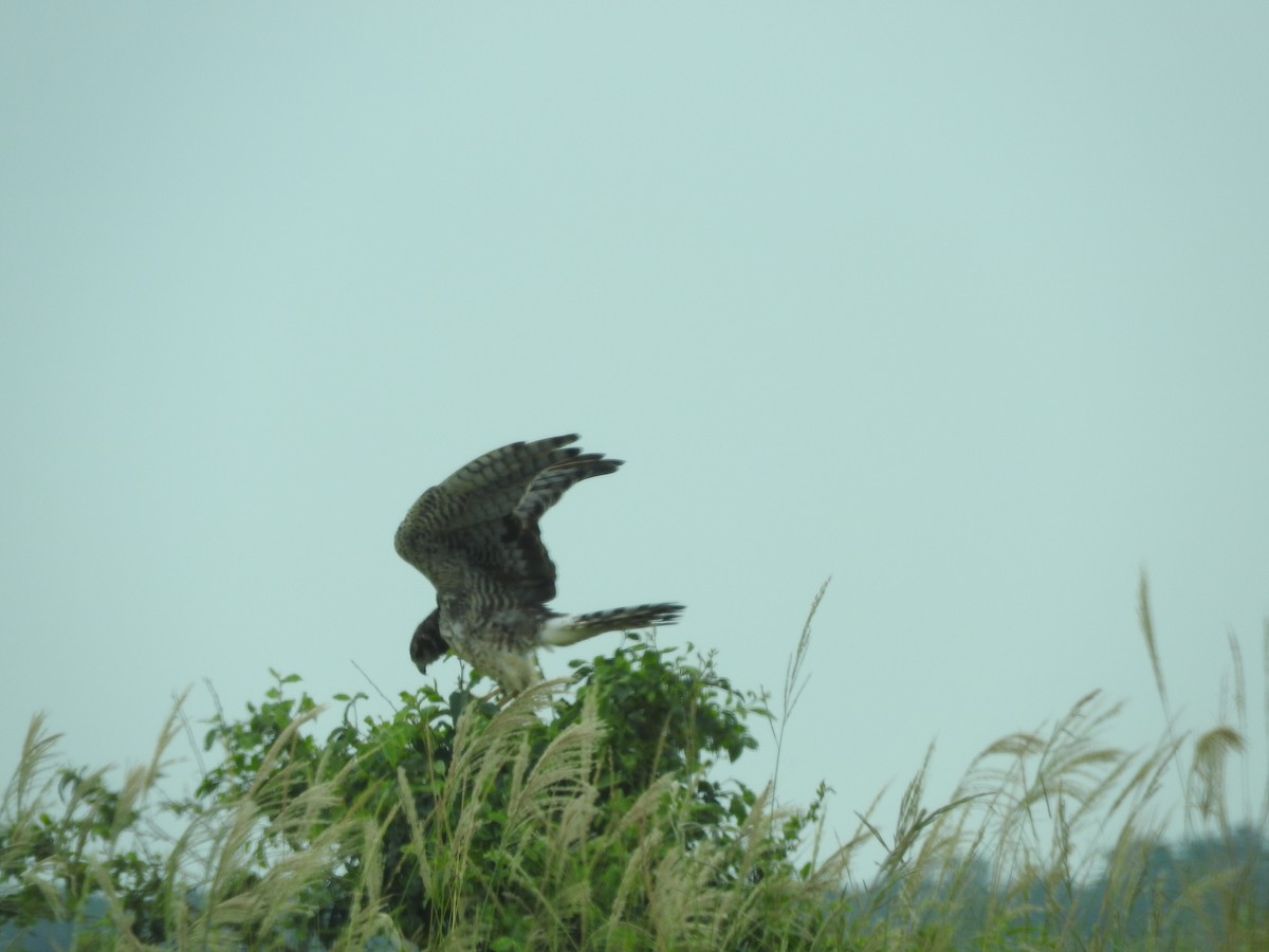 Long-winged Harrier - ML211756751