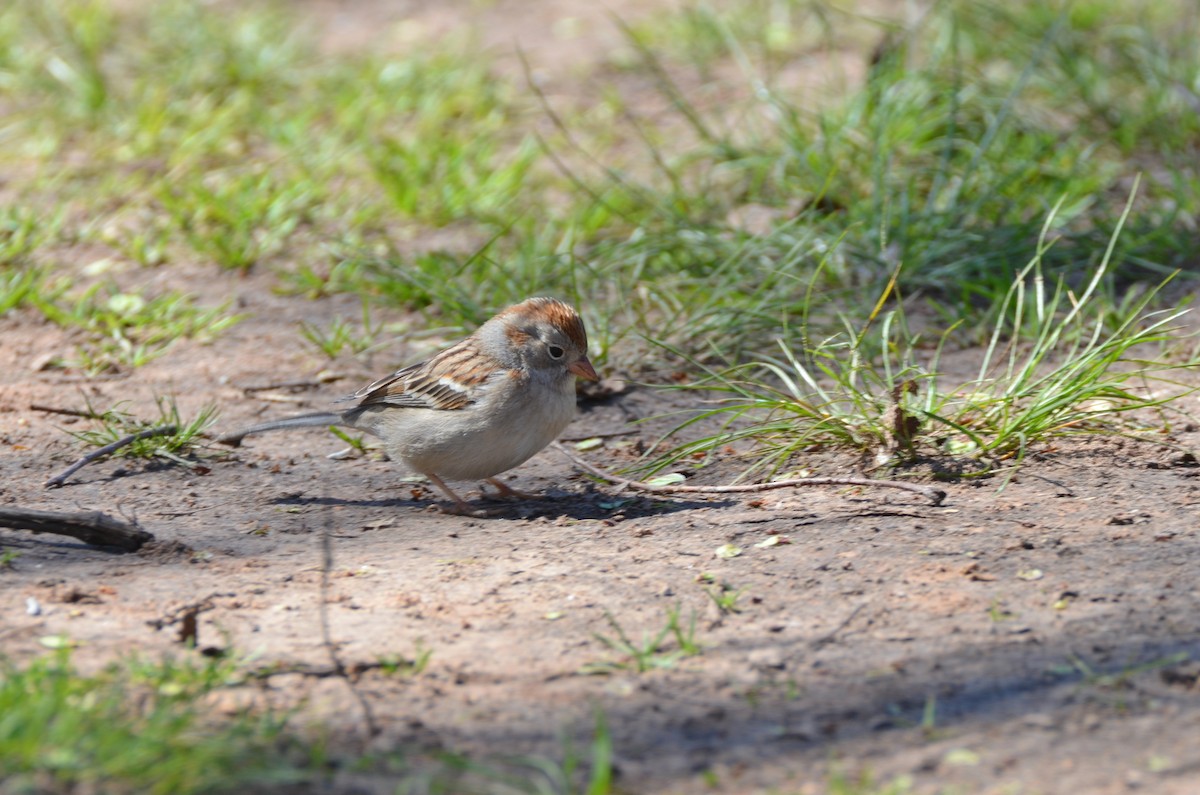 Field Sparrow - ML211759111