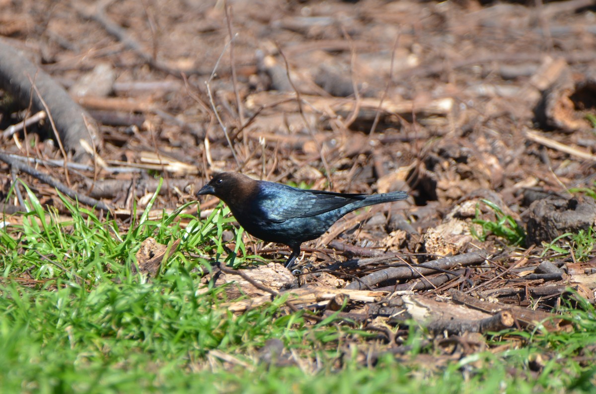 Brown-headed Cowbird - ML211759301