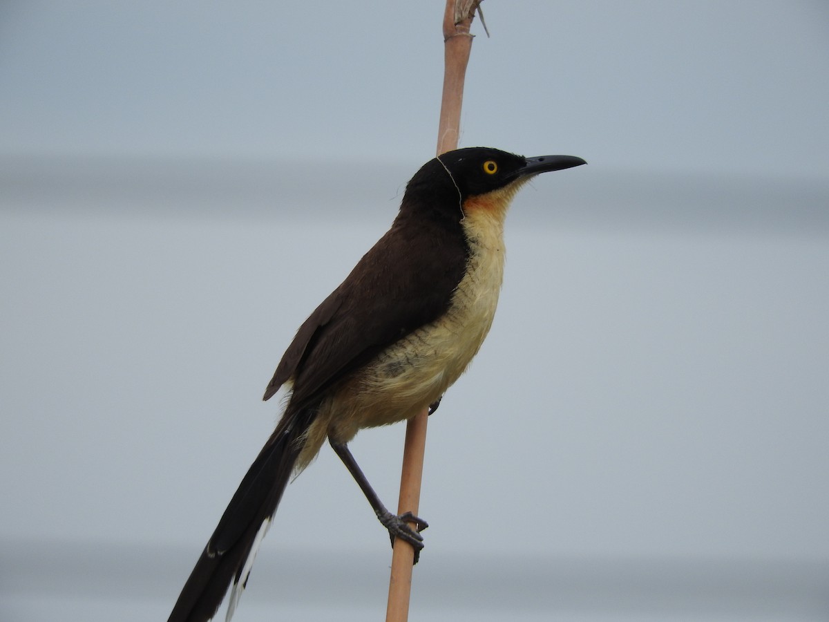 Black-capped Donacobius - ML211759581