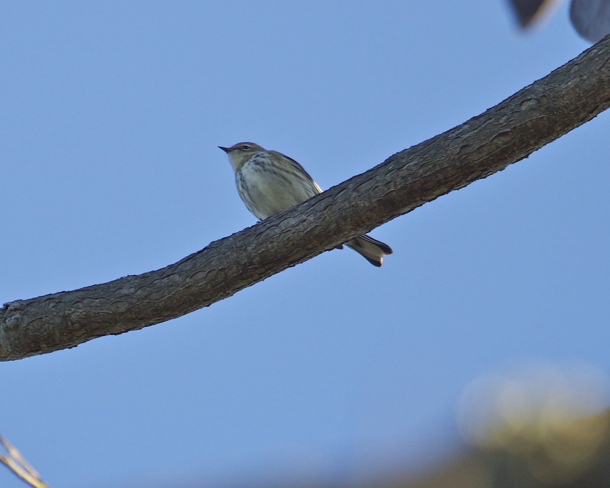 Yellow-rumped Warbler - ML21176001