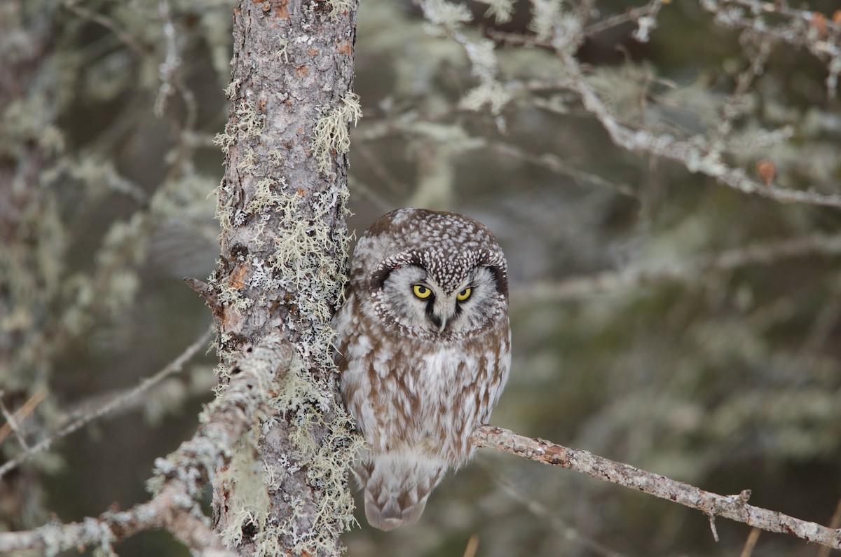 Boreal Owl - James Petersen