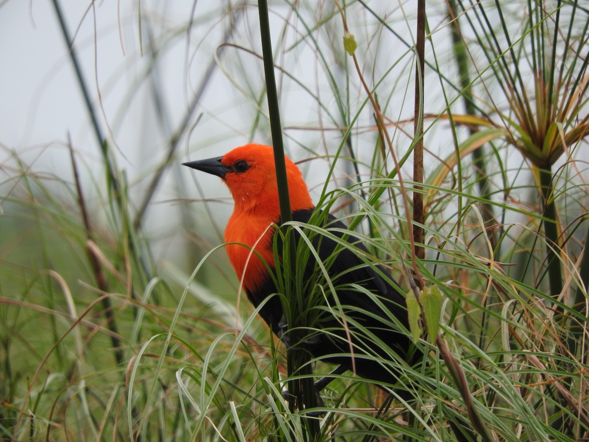 Scarlet-headed Blackbird - ML211760771