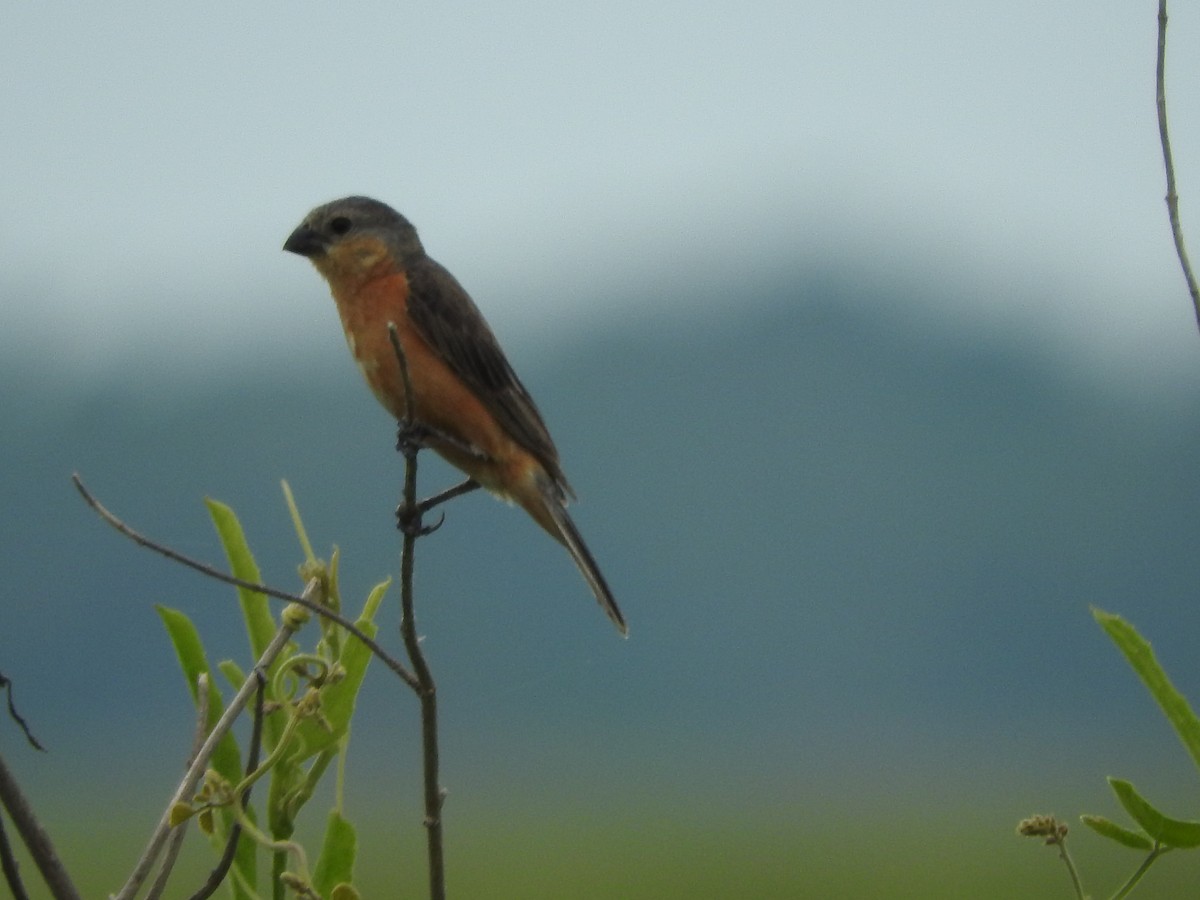 Tawny-bellied Seedeater - ML211761041